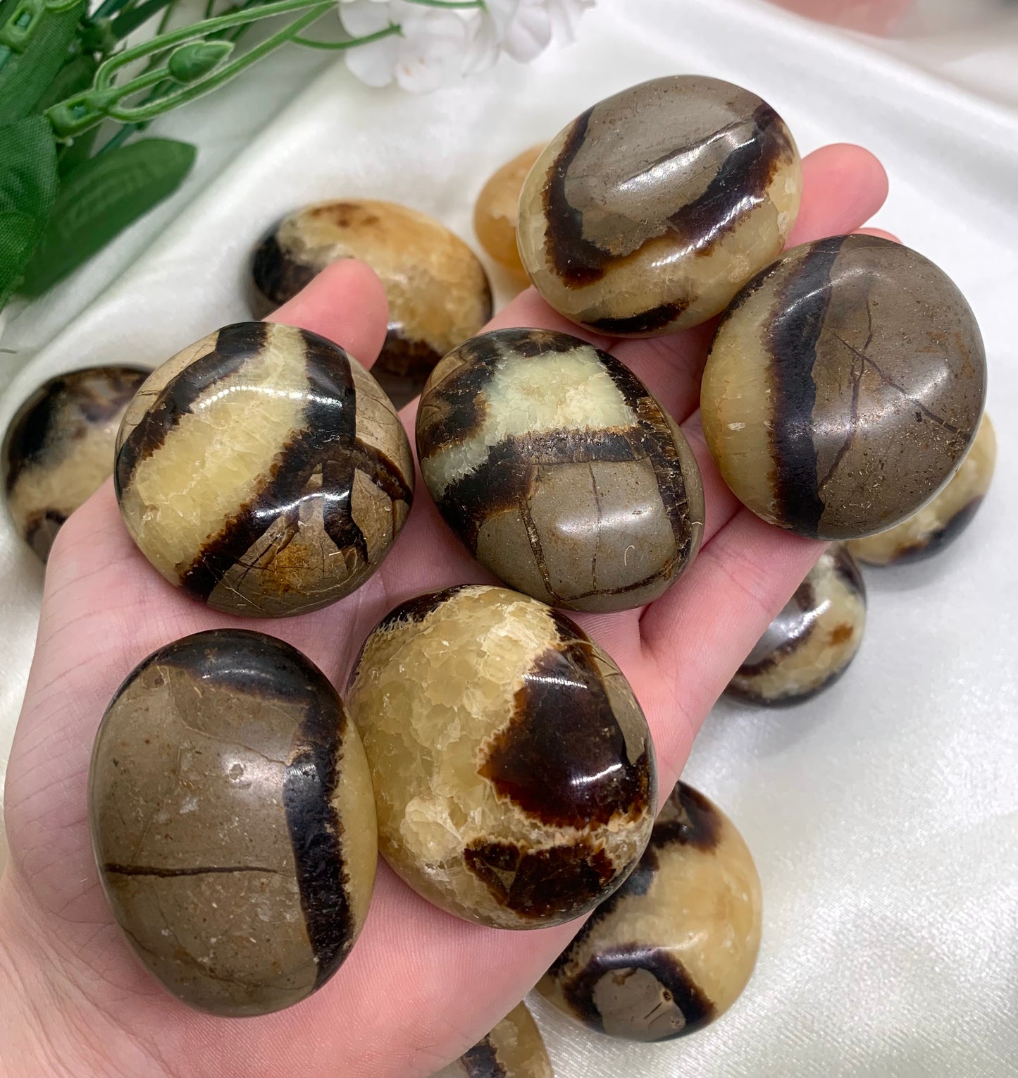 Septarian Palm Stone