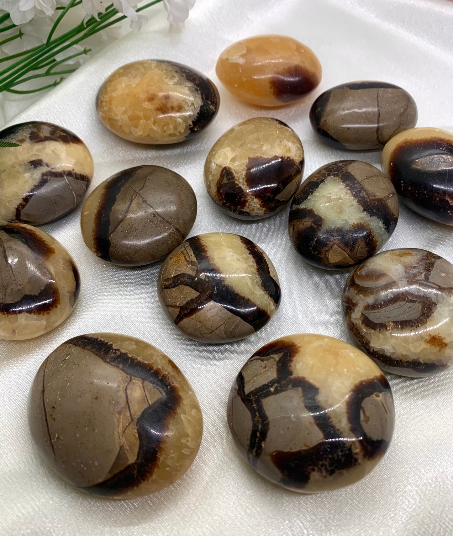 Septarian Palm Stone